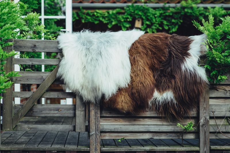 Lammfell waschen - welches Waschmittel? - Lammfellhaus.de