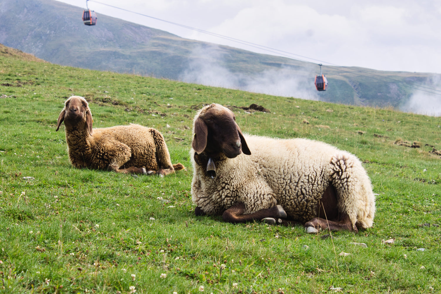 Schafe in der englischen Natur