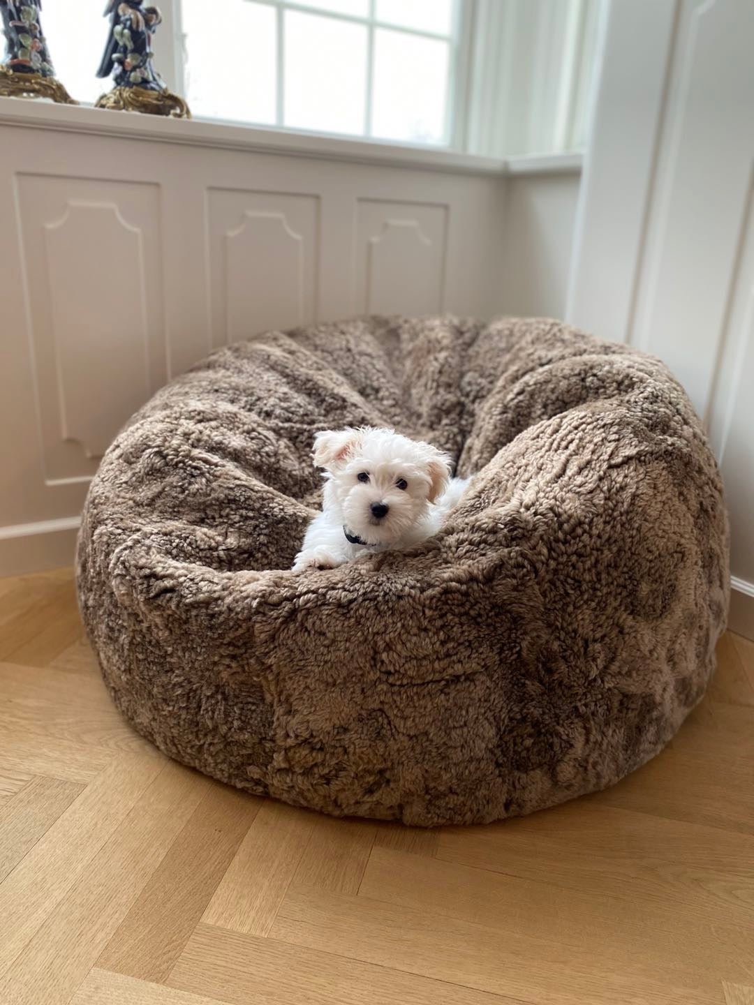 Ein weisser Hund liegt in einem Sitzsack aus Kurzhaar Lammfell