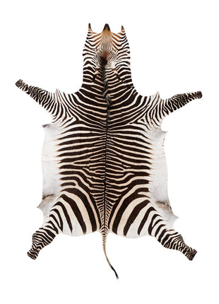 Zebrafell | Südafrika 