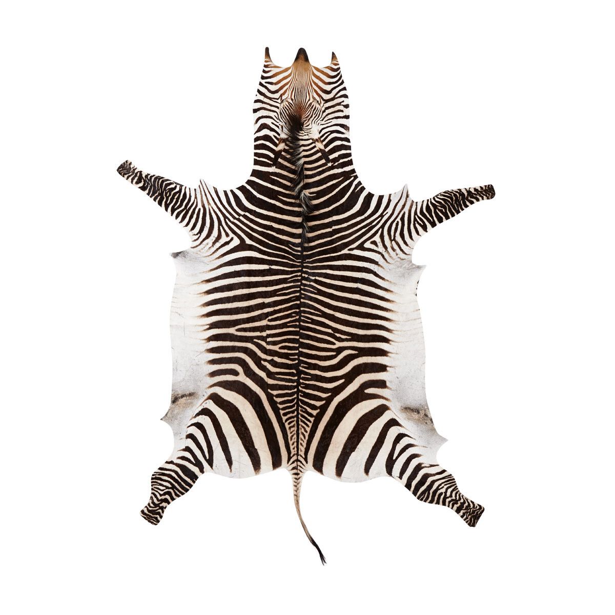 Zebrafell | Südafrika 