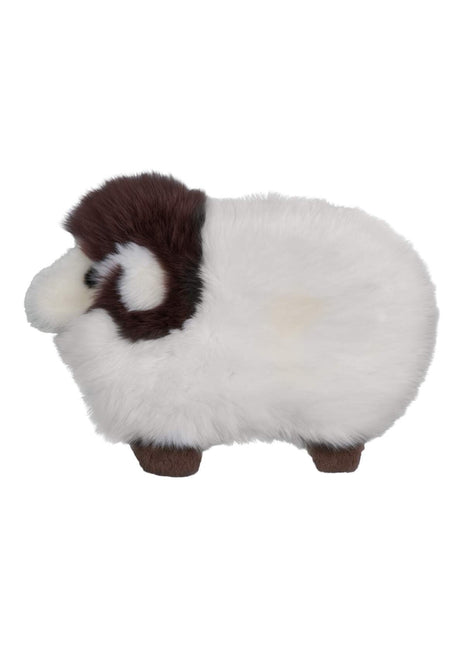 Schaf | Neuseeland | 35x48